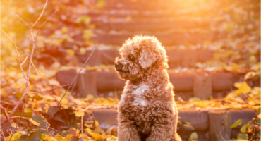 5 accessori irrinunciabili per il vostro cane in autunno