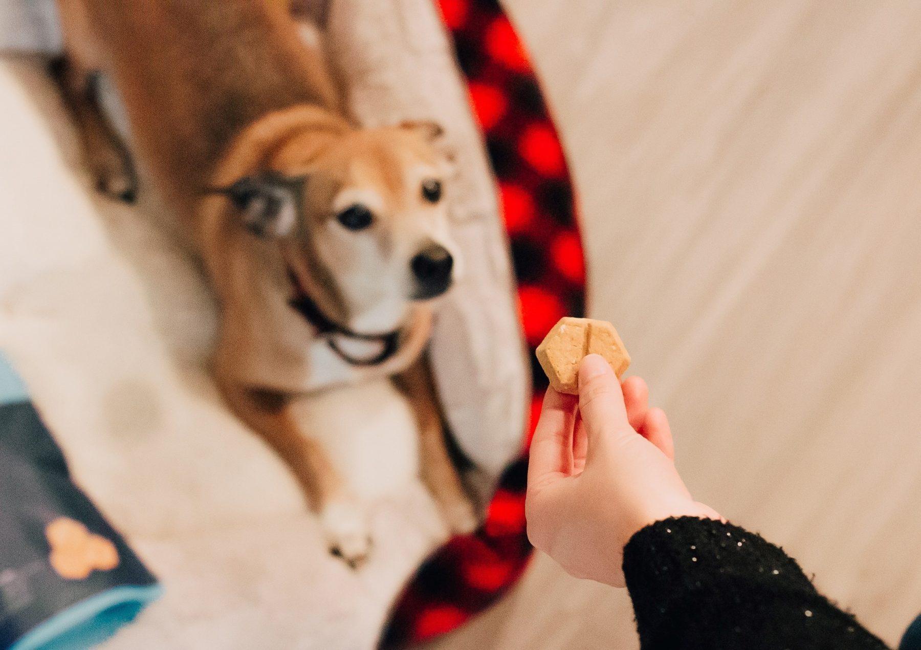 Snack naturali per cani: masticativi e premietti - MY FACTORY